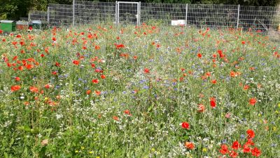 Bienenweide